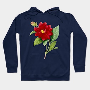 Vintage Double Dahlias Botanical Illustration Hoodie